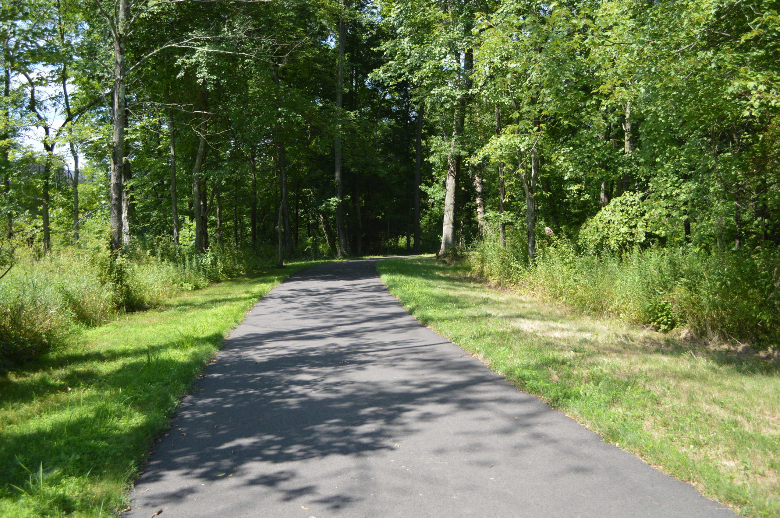 How Roads Have Transformed the Natural World