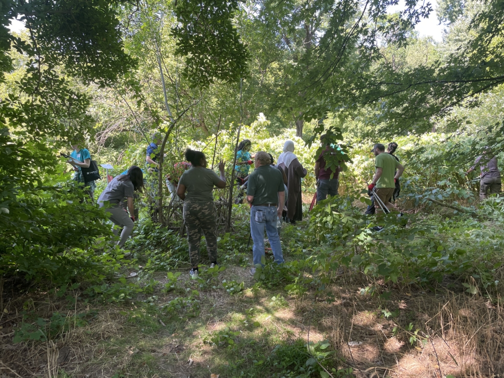 group of people working on cleaning up within bushes and trees off to the side of a trail