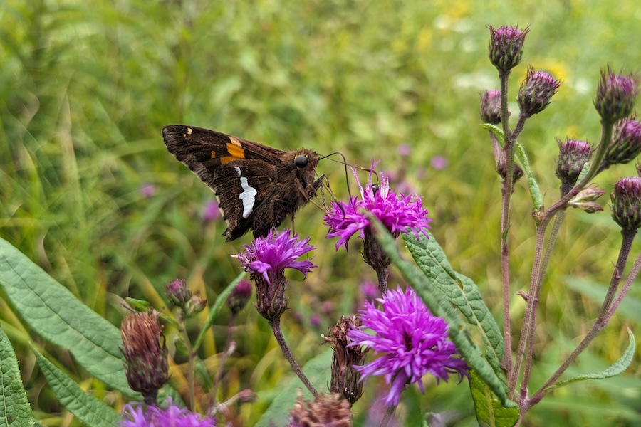 Butterfly Walk